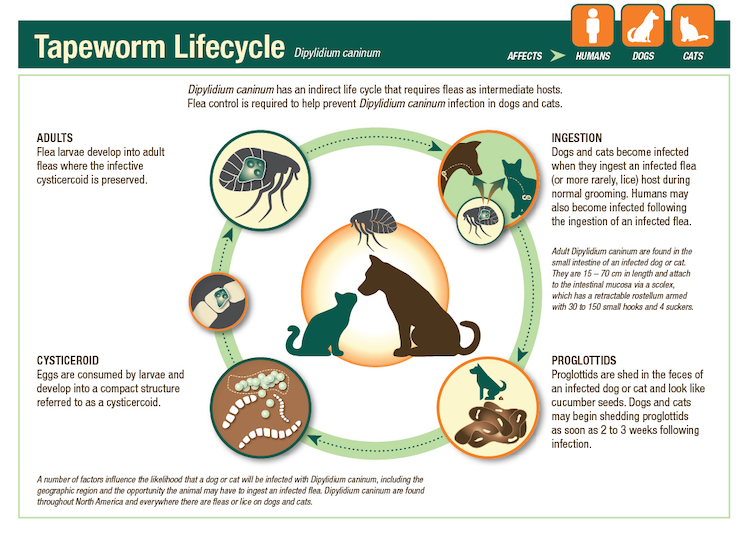 tapeworm lifecycle