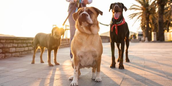Mental Stimulation and Enriched Walks for Dogs - Outdoor Dog Adventures:  Professional Dog Walking