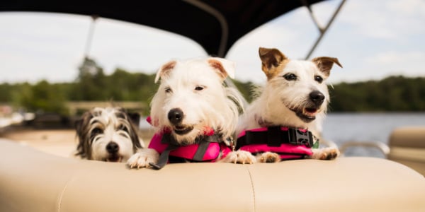 tips for boating with dog