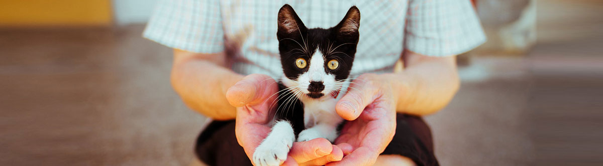 tips for fostering cats
