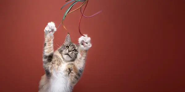 Cat training with wand toy