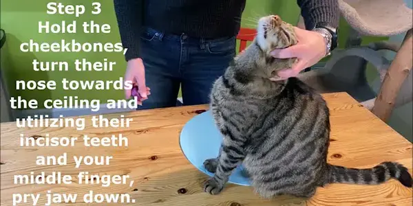 Train Your Cat to Take a Pill in Four Easy Steps