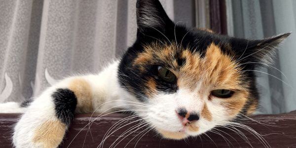 tri-colored cat with respiratory condition