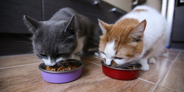 two cats eating their food from separate bowl