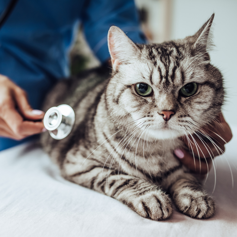 veterinary credit for your cat