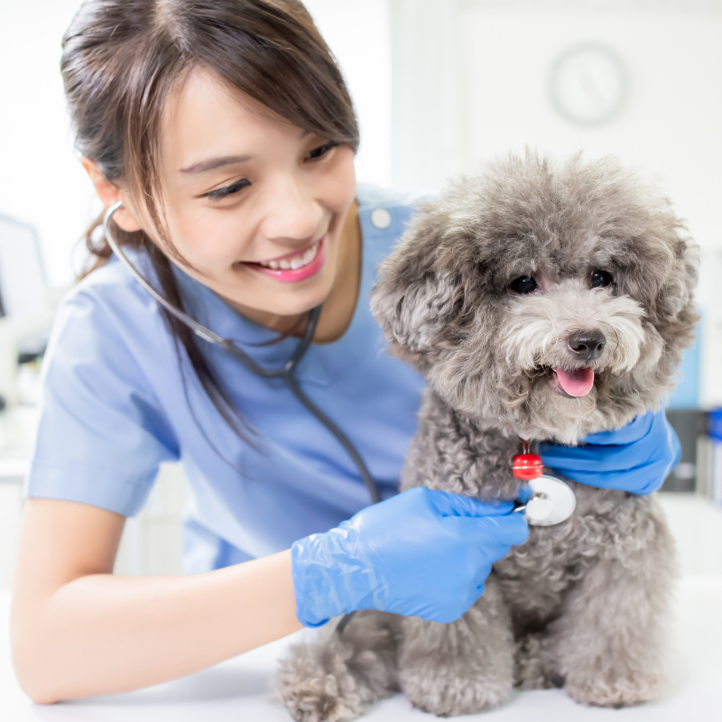 veterinary credit for your dog veterinary credit for your dog