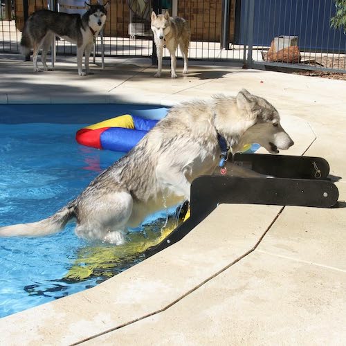 dog swimming pool ladder