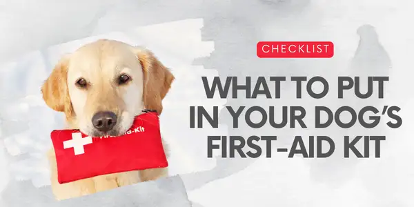 what to put inn your dogs first-aid kit
