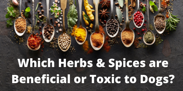 Herbs & Spices for Dogs | Preventive Vet