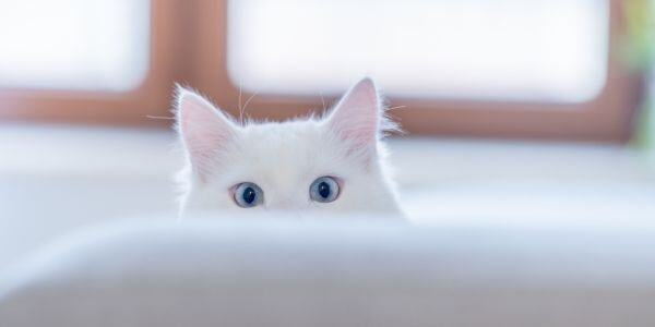 white cat peeking over the couch