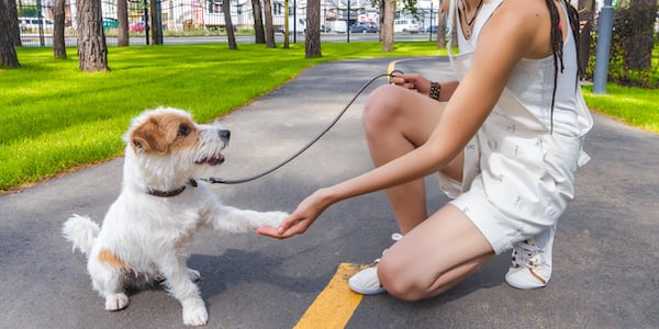 How to Greet a Dog the Right Way