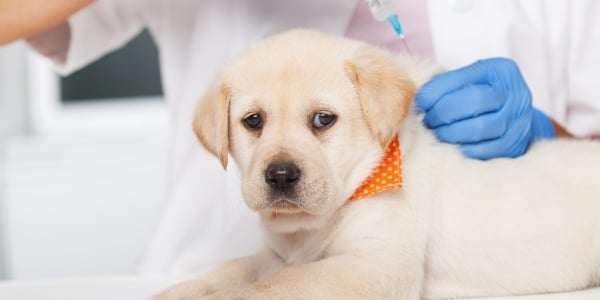 puppy at the vet for a vaccine