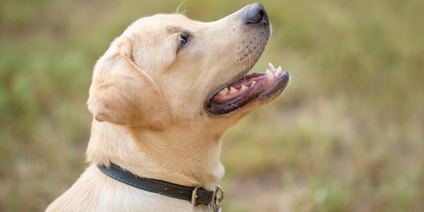 Choosing the Best Collar for Your Dog