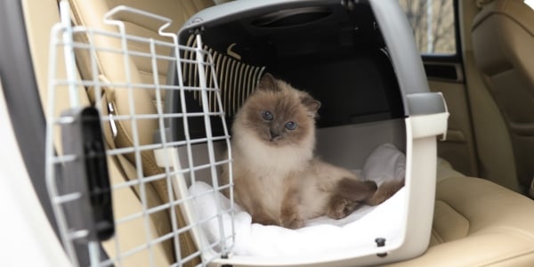 young gray and cream colored cat sitting in a carrier in a car