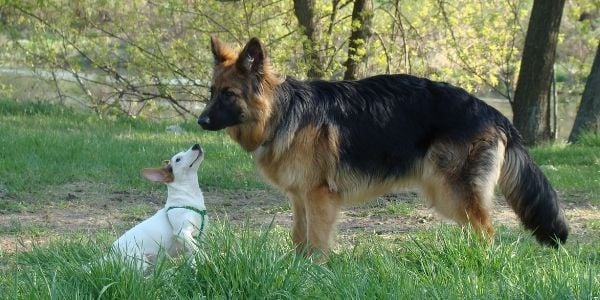 small and large dog at the dog park together
